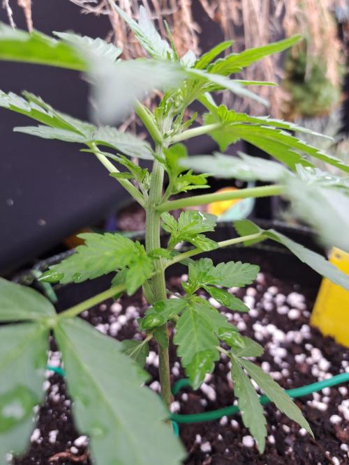Girls Scout Cookies auto. Week 4