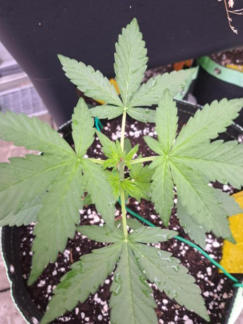 Girls Scout Cookies auto. Week 4
