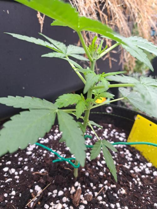 Girls Scout Cookies auto. Week 4