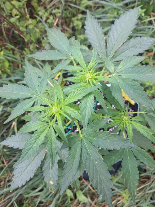 Girls Scout Cookies auto. Week 5