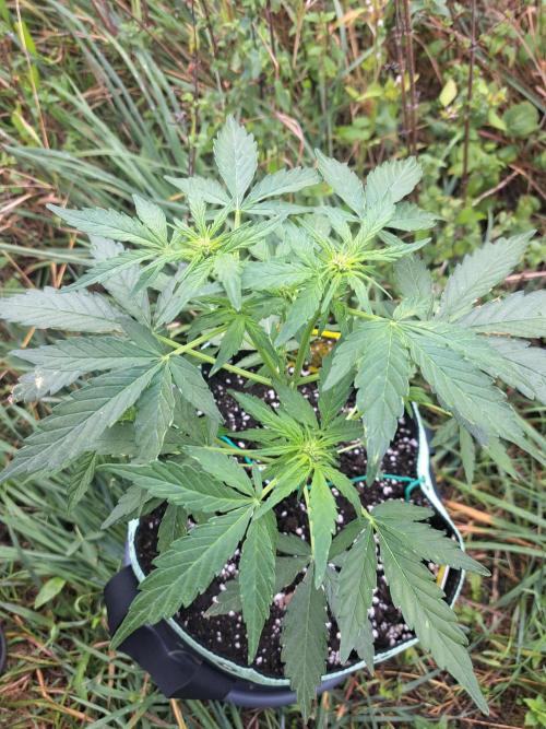 Girls Scout Cookies auto. Week 5