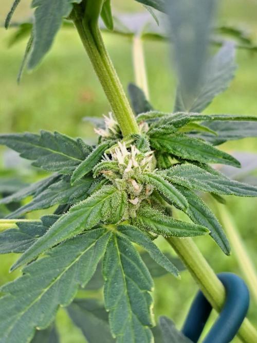 Girls Scout Cookies auto. Week 6
