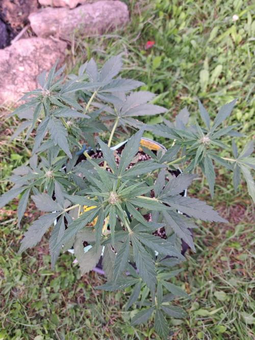 Girls Scout Cookies auto. Week 6
