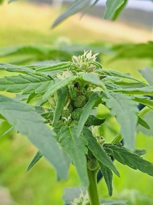 Girls Scout Cookies auto. Week 6