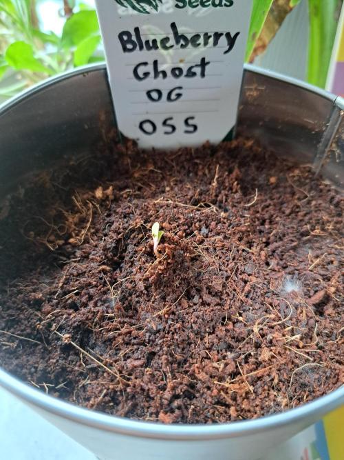 Blueberry Ghost OG. auto. Week 0