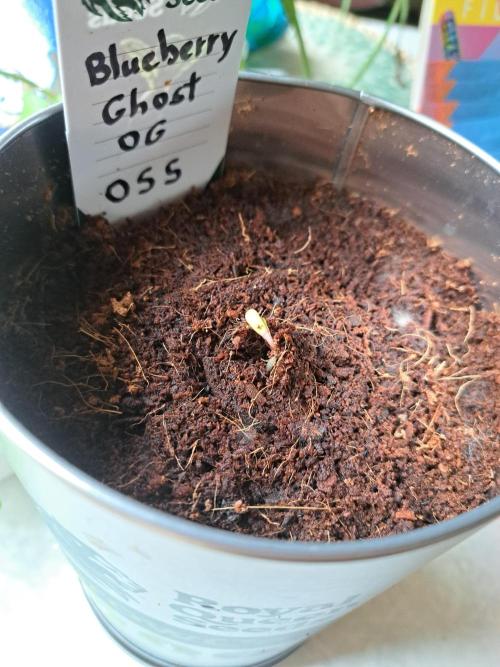Blueberry Ghost OG. auto. Week 0