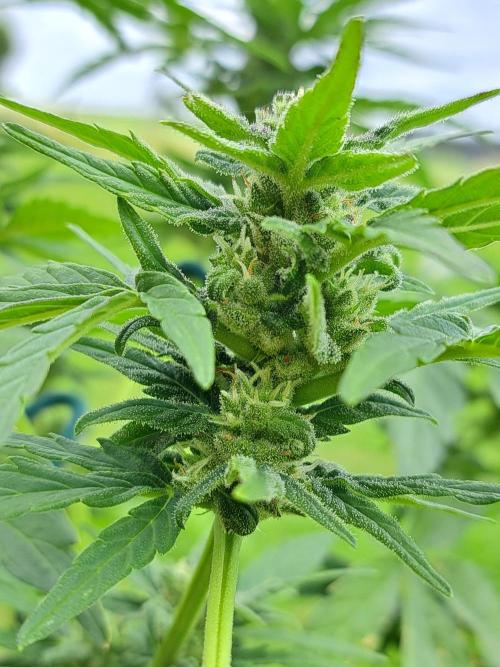 Girls Scout Cookies auto. Week 7