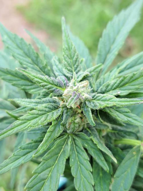 Girls Scout Cookies auto. Week 7