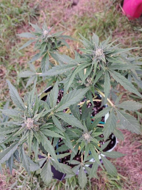 Girls Scout Cookies auto. Week 7