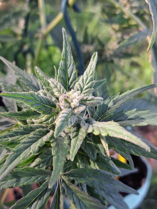 Girls Scout Cookies auto. Week 7