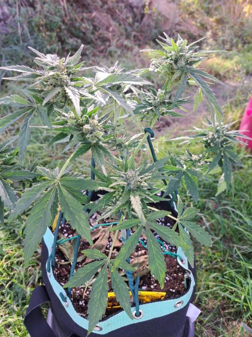 Girls Scout Cookies auto. Week 7
