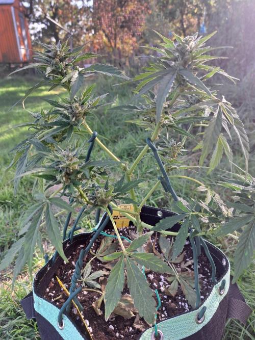 Girls Scout Cookies auto. Week 7