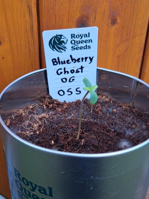 Blueberry Ghost OG. auto. Week 1