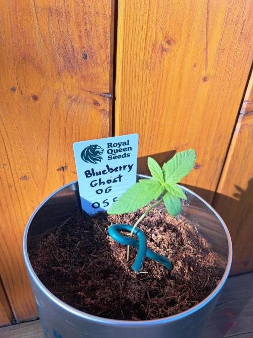 Auto Blueberry Ghost OG. Week 1