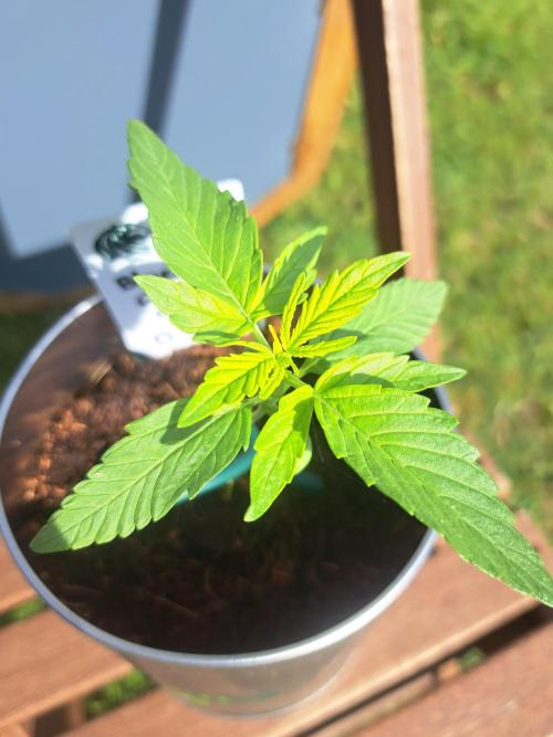 Blueberry Ghost OG. auto. Week 2