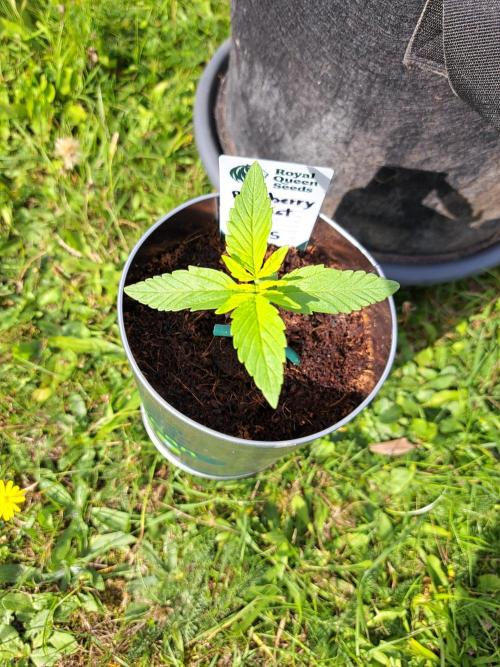 Blueberry Ghost OG. auto. Week 2