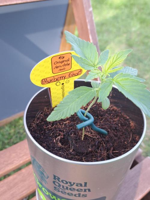 Blueberry Ghost OG. auto. Week 2