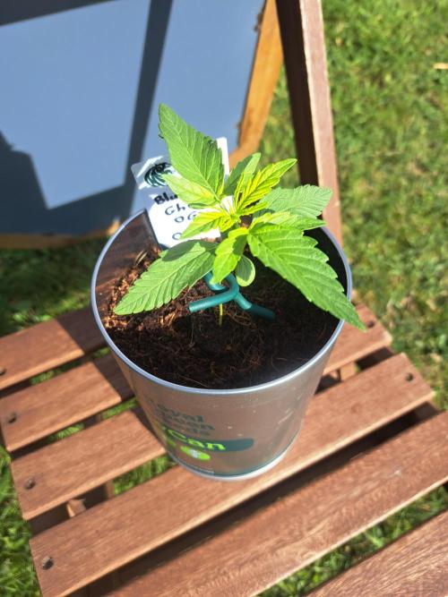 Blueberry Ghost OG. auto. Week 2
