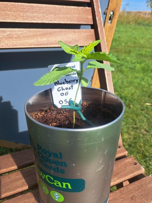 Blueberry Ghost OG. auto. Week 2