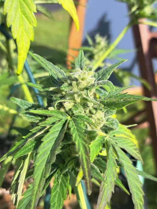 Girls Scout Cookies auto. Week 8