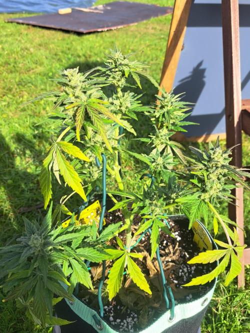Girls Scout Cookies auto. Week 8