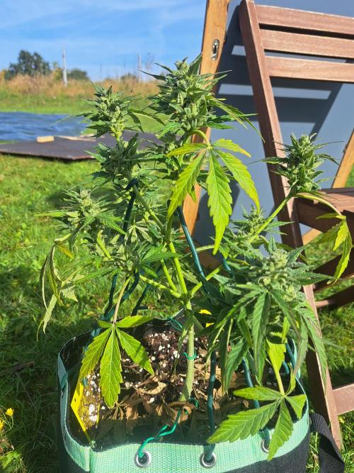 Girls Scout Cookies auto. Week 8