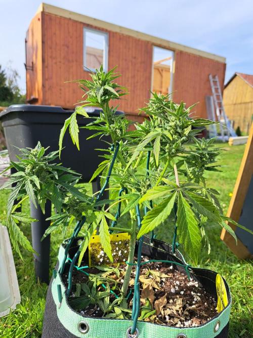 Girls Scout Cookies auto. Week 8