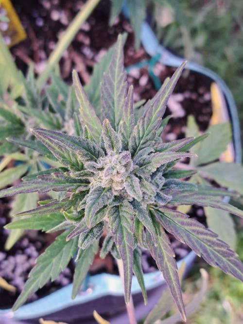 Girls Scout Cookies auto. Week 8