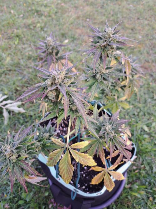 Girls Scout Cookies auto. Week 9