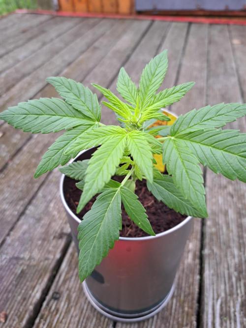 Blueberry Ghost OG. auto. Week 4