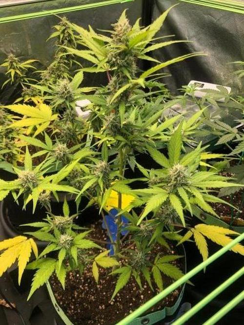 Strawberry Pie. Week 9