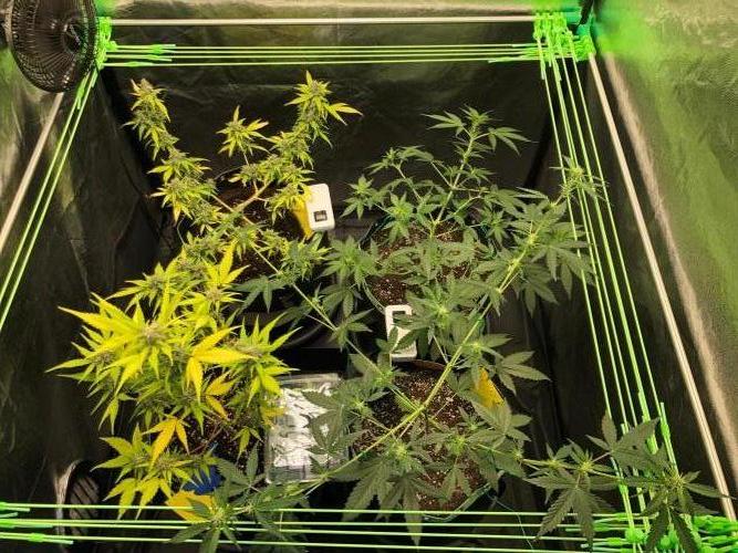 Gorilla Zkittles. Week 13