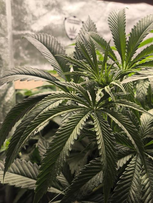 My First photoperiod. Week 8 - Začátek třetího 