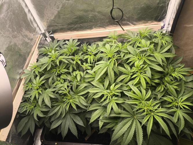 My First photoperiod. Week 8 - Začátek třetího 