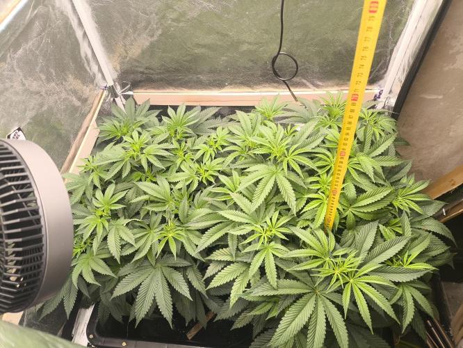 My First photoperiod. Week 8 - Začátek třetího 