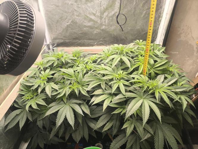 My First photoperiod. Week 8 - Začátek třetího 