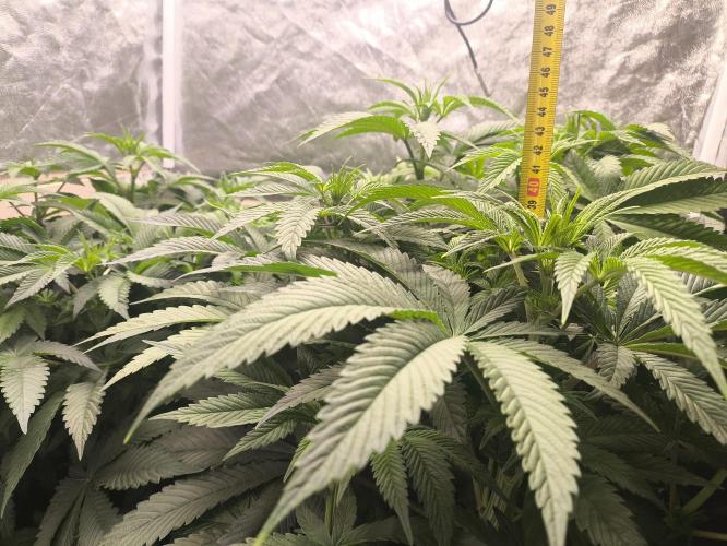 My First photoperiod. Week 8 - Začátek třetího 