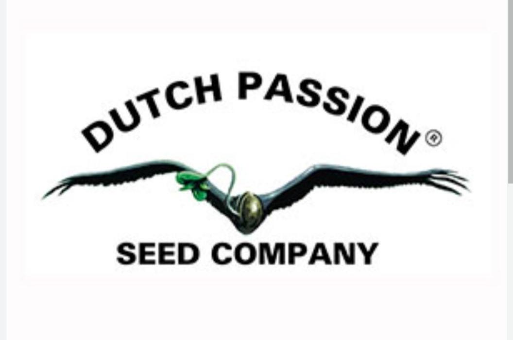 First Autoflower. Week 0 - Sorry I don't have a photo.