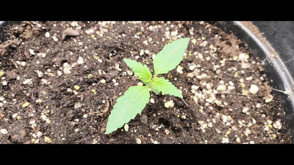 First Autoflower. Week 1