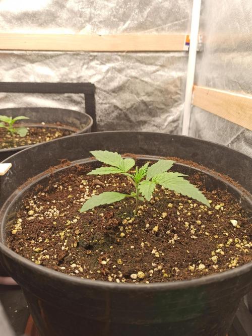 First Autoflower. Week 2