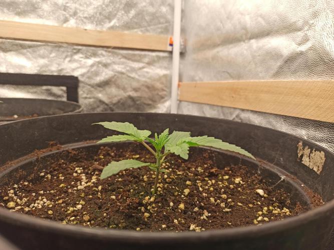 First Autoflower. Week 2