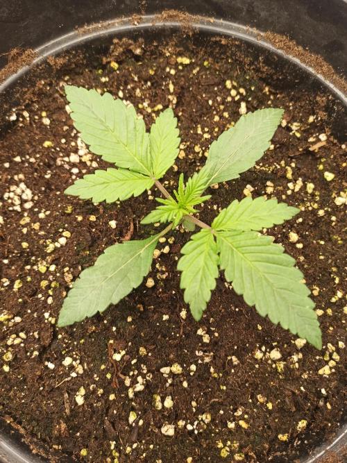 First Autoflower. Week 2