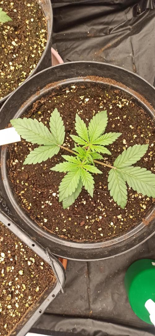 First Autoflower. Week 2