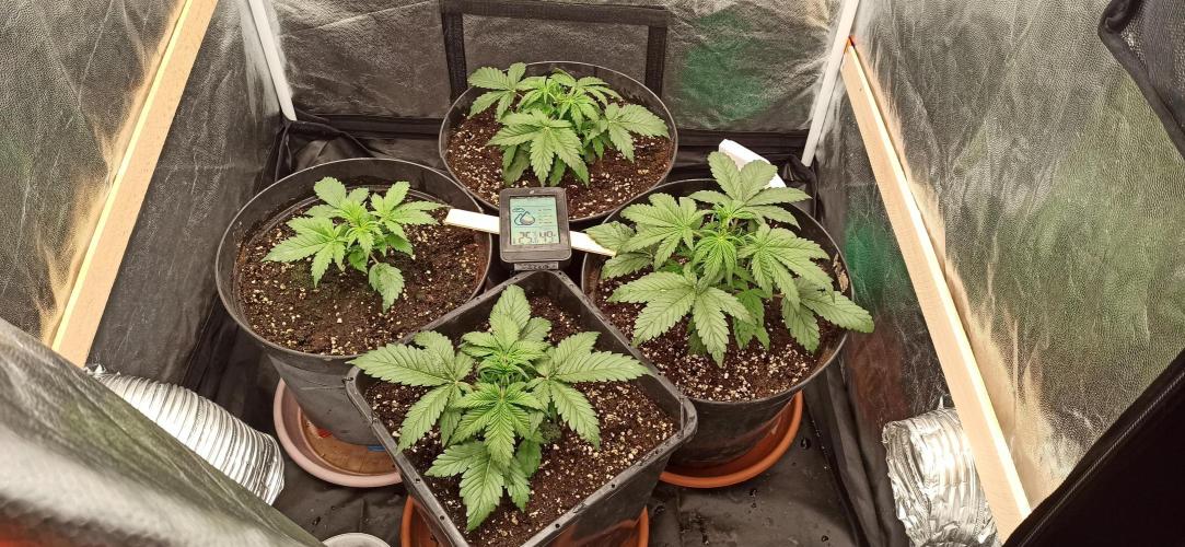 First Autoflower. Week 3