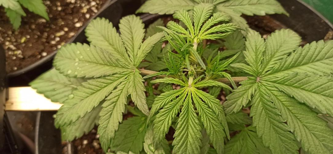 First Autoflower. Week 3