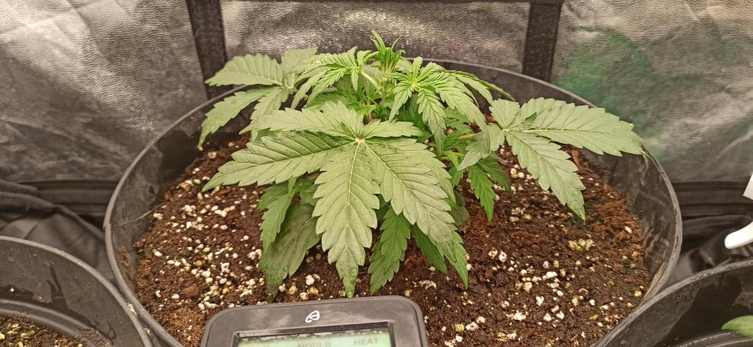 First Autoflower. Week 3