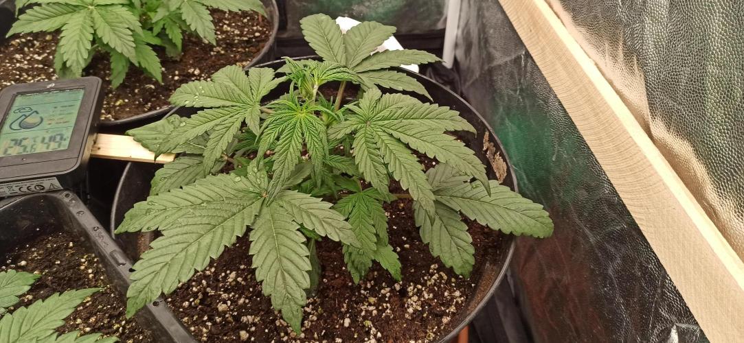 First Autoflower. Week 3