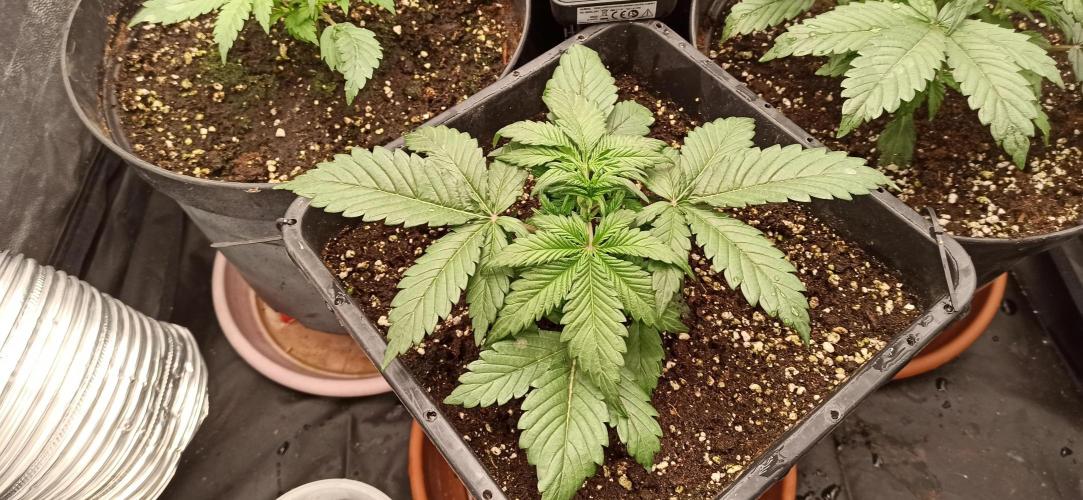 First Autoflower. Week 3