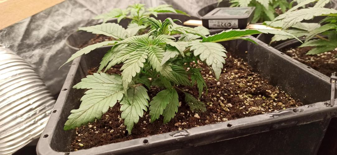 First Autoflower. Week 3