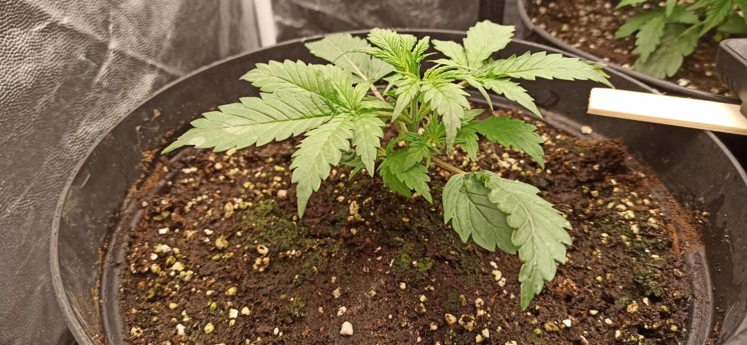 First Autoflower. Week 3